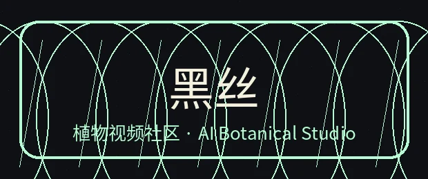 黑丝